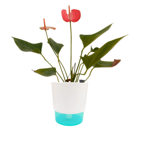 Anthurium Livium