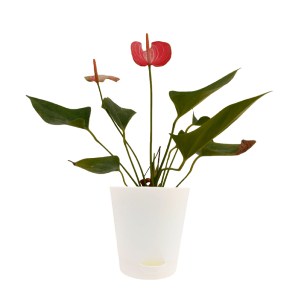 Anthurium Livium - Image 4