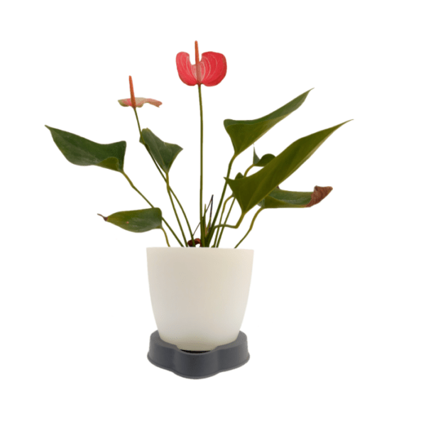 Anthurium Livium - Image 5