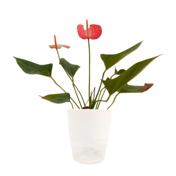 Anthurium Livium - Image 6