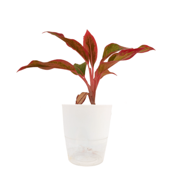 Aglaonema Lipstick Red - Image 4