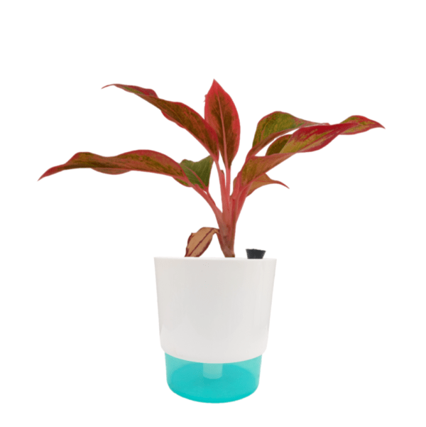 Aglaonema Lipstick Red