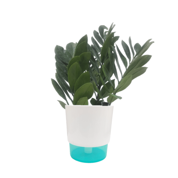 ZZ Plant