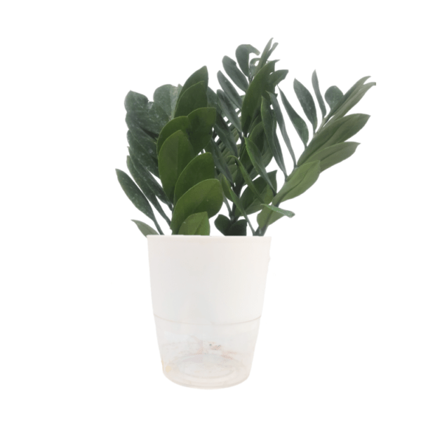 ZZ Plant - Image 4
