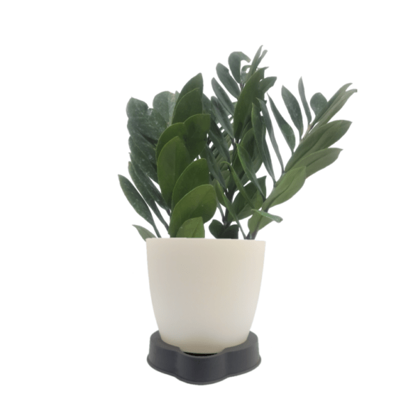 ZZ Plant - Image 5