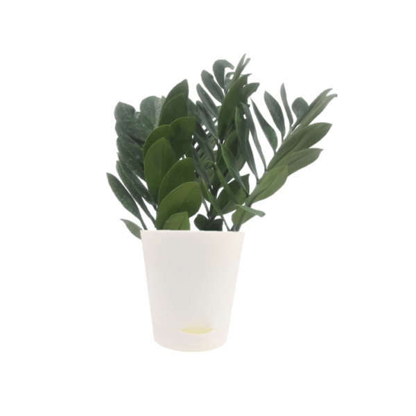 ZZ Plant - Image 6