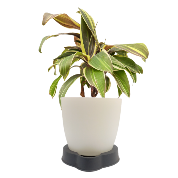 Cordyline Fruiticosa Miss Andrea Plant - Image 4