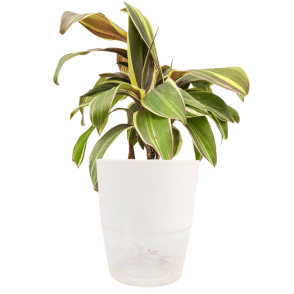 Cordyline Fruiticosa Miss Andrea Plant - Image 5