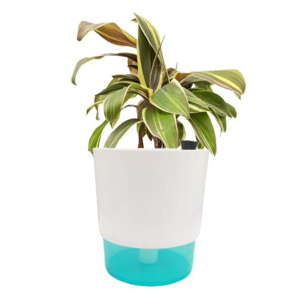 Cordyline Fruiticosa Miss Andrea Plant