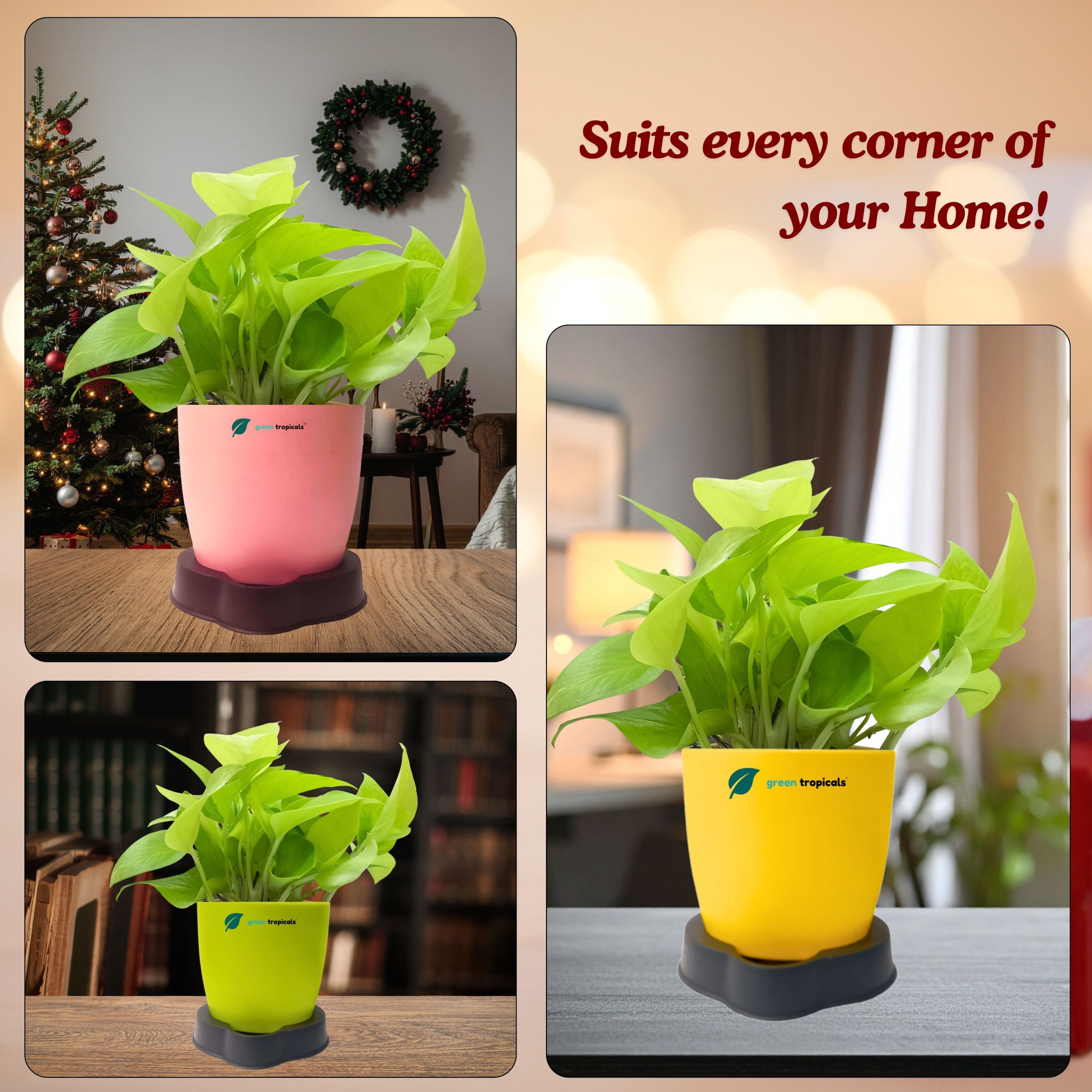 Golden Money Plant with Self Watering Pot - Image 2