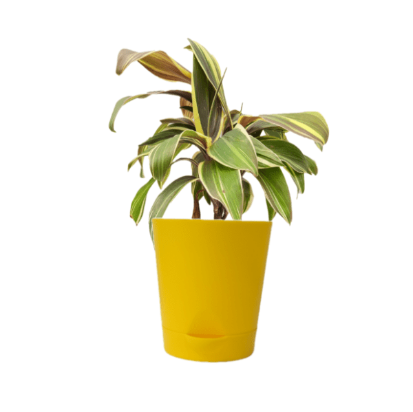 Cordyline Fruiticosa Miss Andrea Plant - Image 6