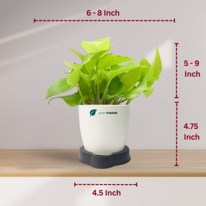 Golden Money Plant with Self Watering Pot  Green Tropicals