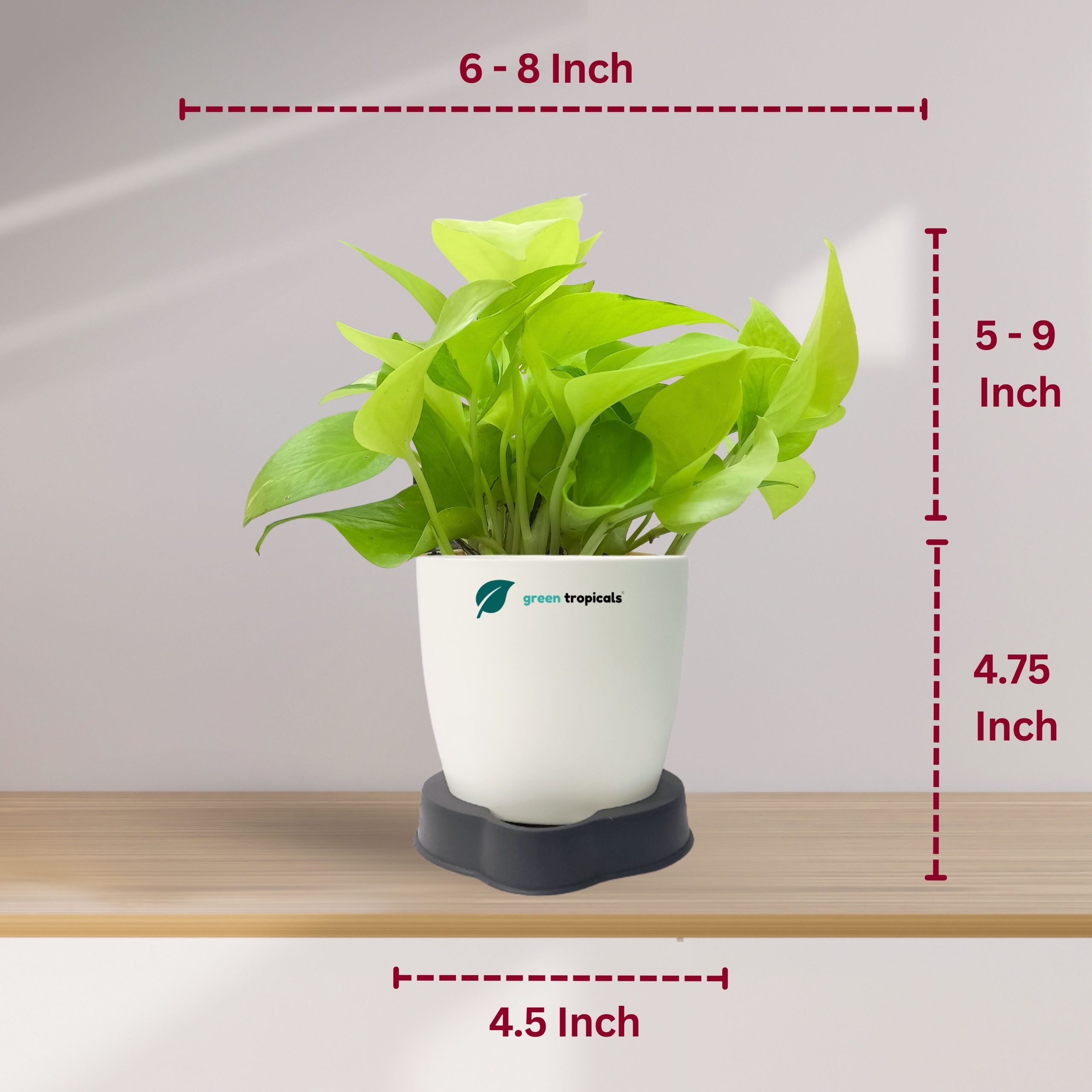 Golden Money Plant with Self Watering Pot - Image 4