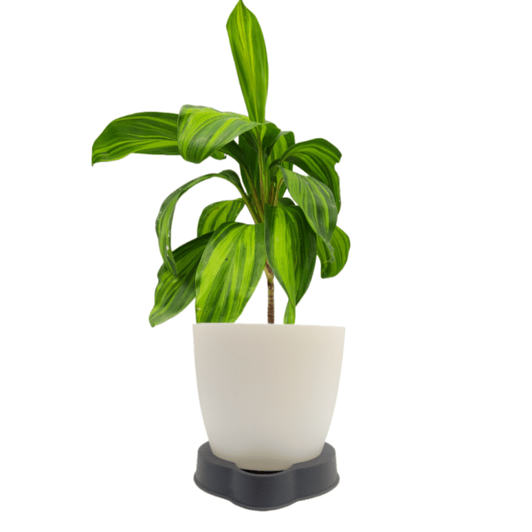 Cordyline Fruiticosa Lemon Lime - Image 4