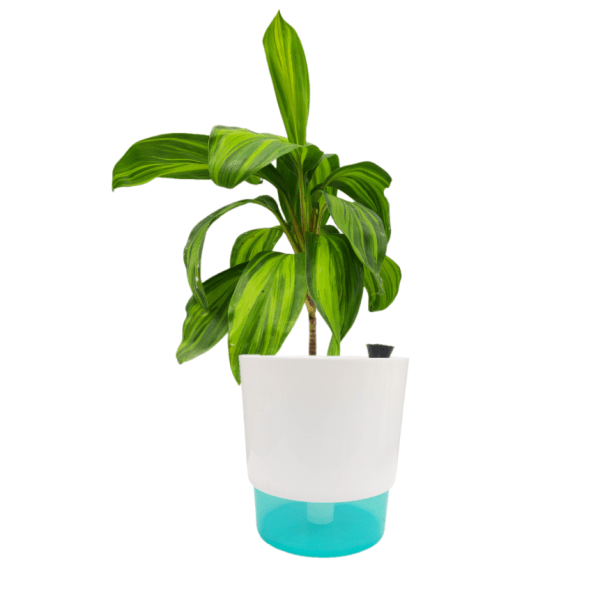 Cordyline Fruiticosa Lemon Lime