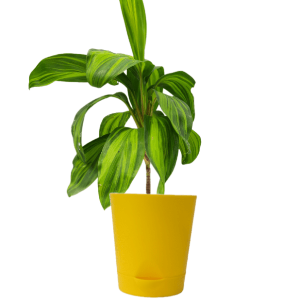 Cordyline Fruiticosa Lemon Lime - Image 6