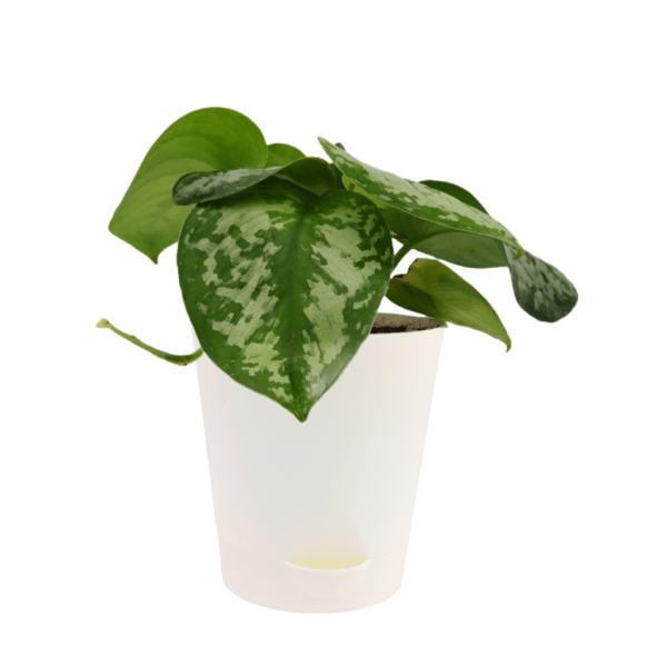 Silver Princess Pothos - Image 3