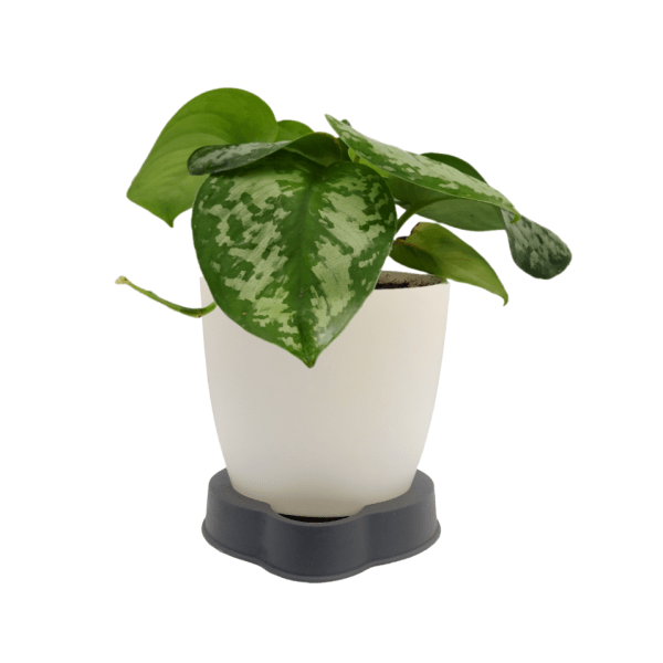 Silver Princess Pothos - Image 4