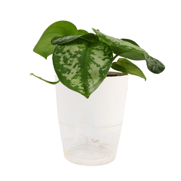 Silver Princess Pothos - Image 5