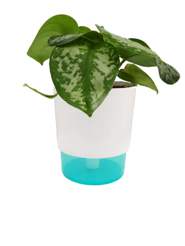 Silver Princess Pothos