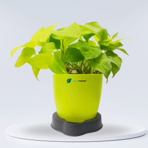 Golden Money Plant
