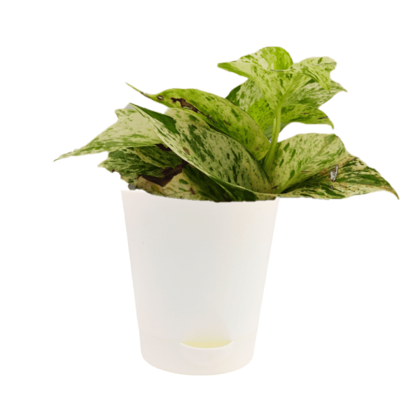 Marble Queen Money Plant - Image 5