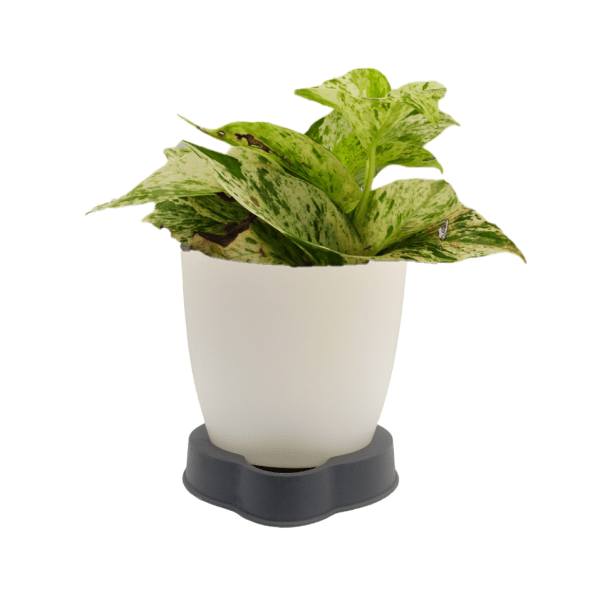 Marble Queen Money Plant - Image 6