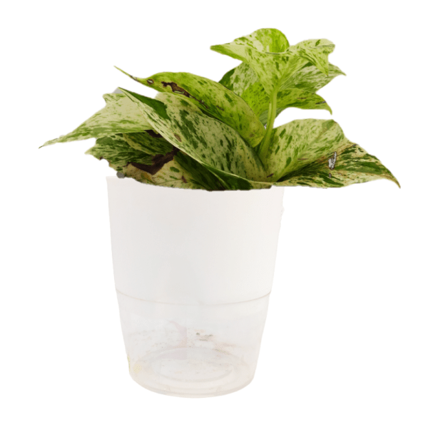 Marble Queen Money Plant - Image 7