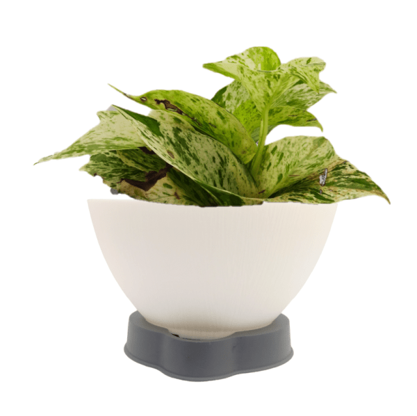 Marble Queen Money Plant - Image 8