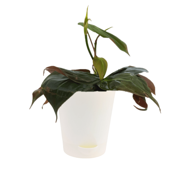 Philodendron Micans - Image 3