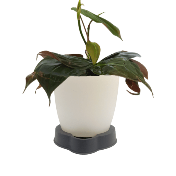 Philodendron Micans - Image 4