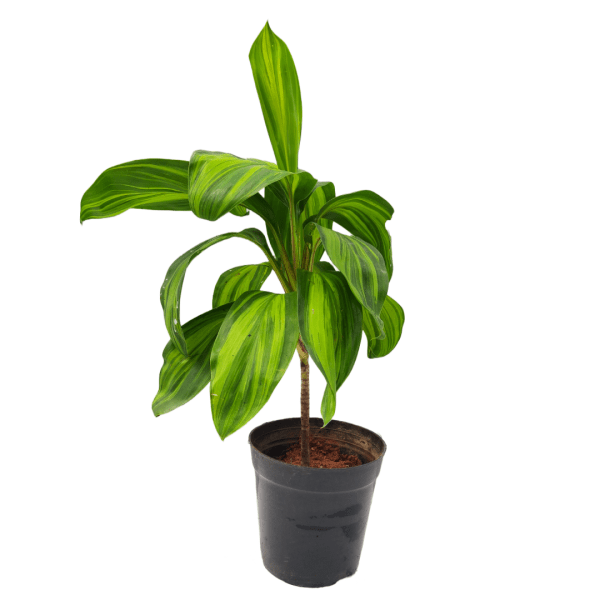 Cordyline Fruiticosa Lemon Lime - Image 7