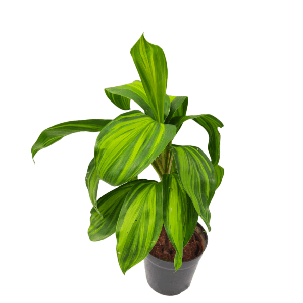 Cordyline Fruiticosa Lemon Lime - Image 3