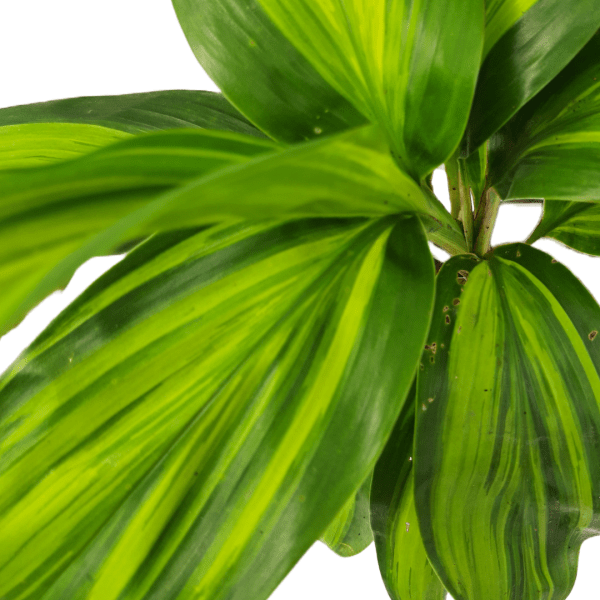 Cordyline Fruiticosa Lemon Lime - Image 2