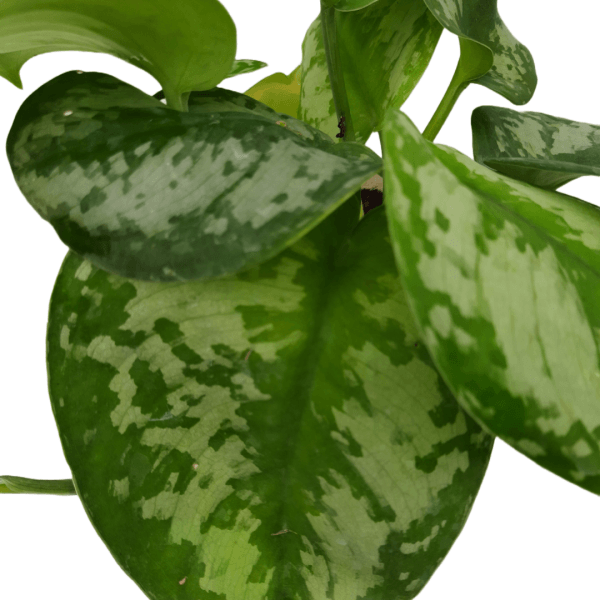 Silver Princess Pothos - Image 2