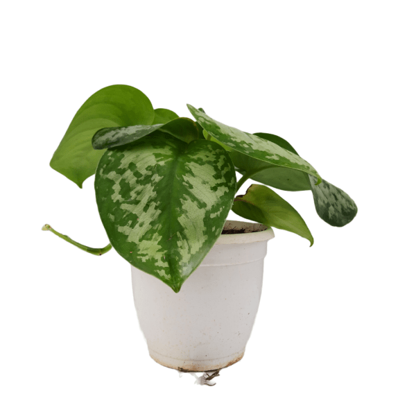 Silver Princess Pothos - Image 10