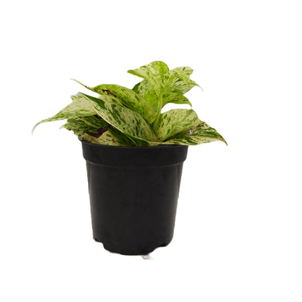 Marble Queen Money Plant - Image 4