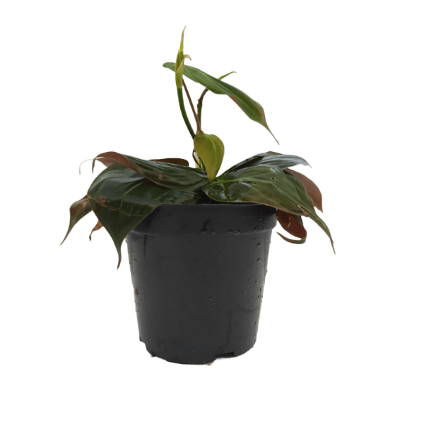 Philodendron Micans - Image 7