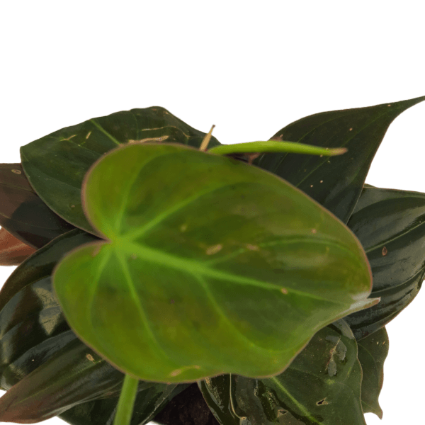 Philodendron Micans - Image 2