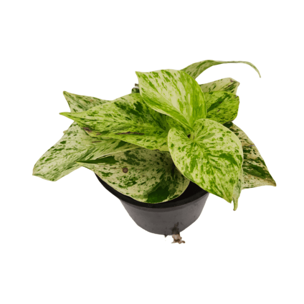 Marble Queen Money Plant - Image 3