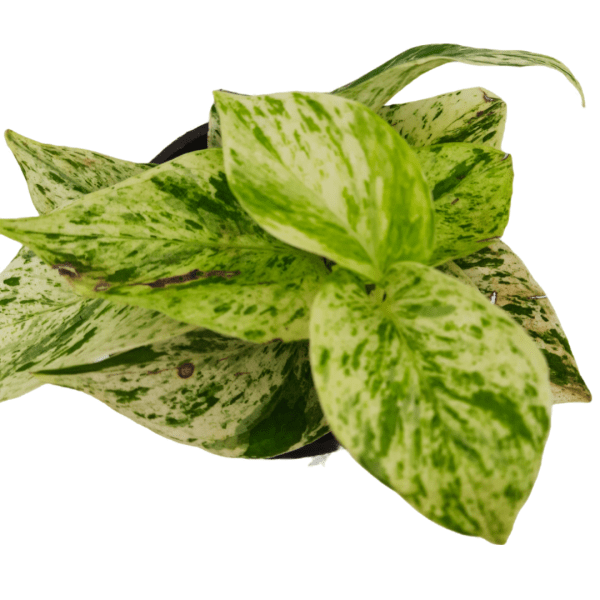 Marble Queen Money Plant - Image 2