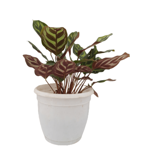 Calathea Makoyana - Image 3