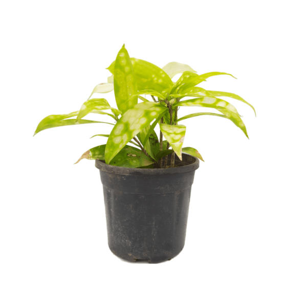 Dracaena Golden Milky Plant - Image 7