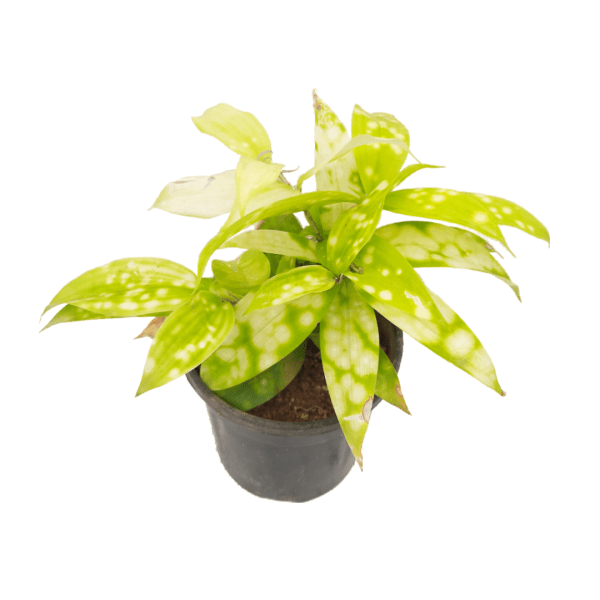 Dracaena Golden Milky Plant - Image 3