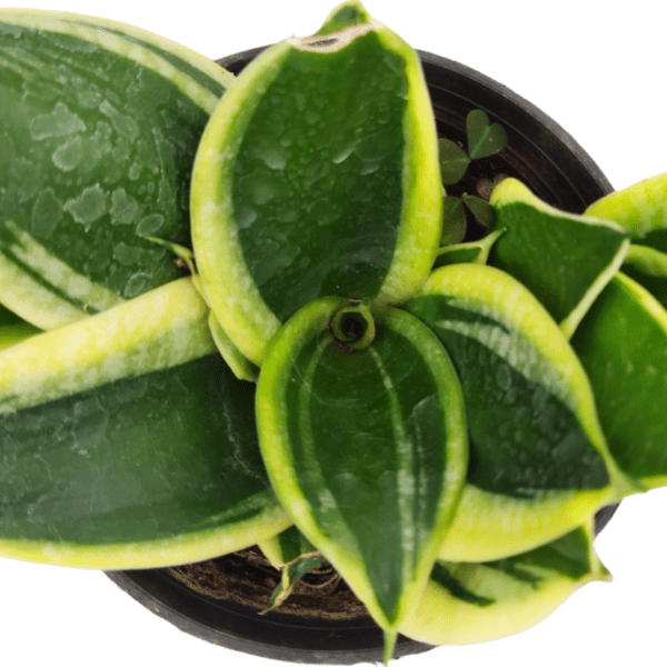 Sansevieria Jade Marginata - Image 2