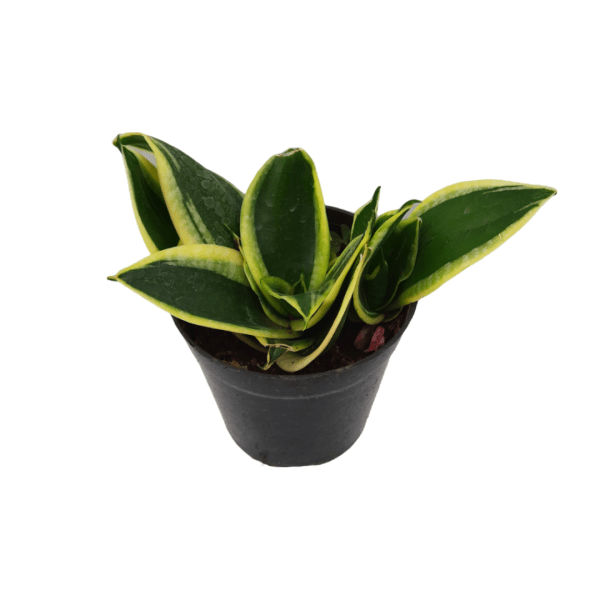 Sansevieria Jade Marginata - Image 3