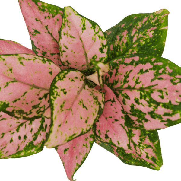 Aglaonema Pink Valentine - Image 2