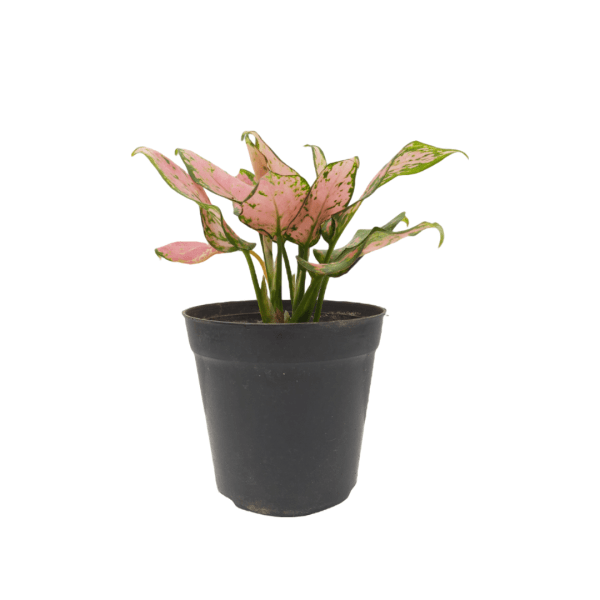 Aglaonema Pink Valentine - Image 7