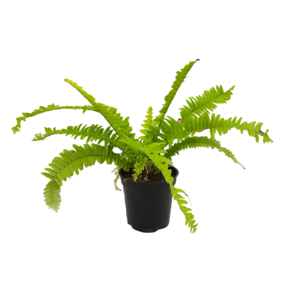 Golden Fern - Image 6