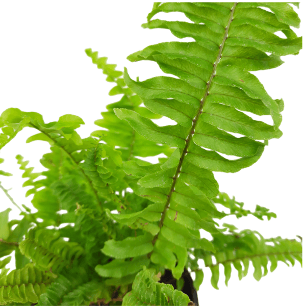 Green Fern - Image 2